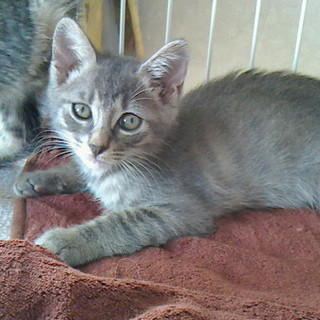 子猫　グレー　甘えん坊で人間大好き