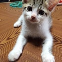 可愛い子猫ちゃん