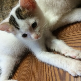 可愛い子猫ちゃん
