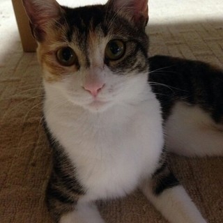 6匹のうちの一匹