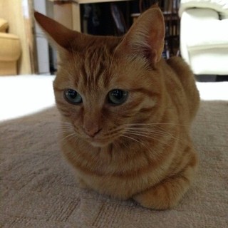 6匹のうちの一匹