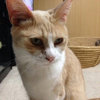 6匹のうちの一匹