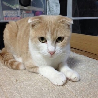 6匹のうちの一匹