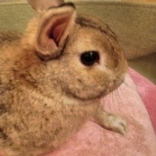 緊急うさぎさんの里親募集！