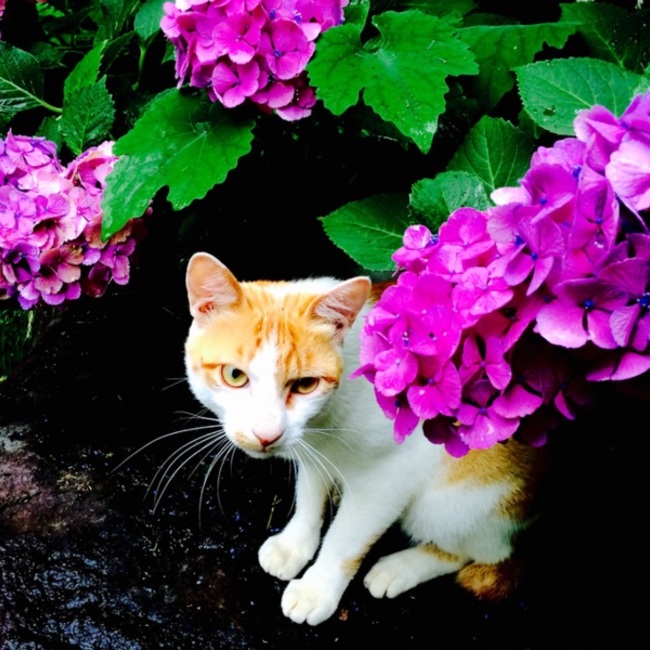 ksyasanのカバー写真