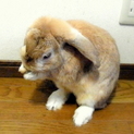 うさぎ（ロップイヤー系）の里親募集しています