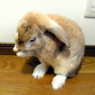 うさぎ（ロップイヤー系）の里親募集しています