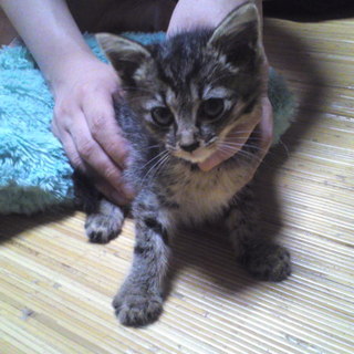 キジトラ子猫生後1ヶ月