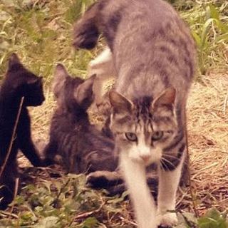 ２歳のキジトラ猫