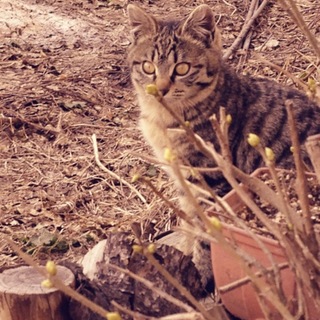 約８ヶ月の小柄な女の子