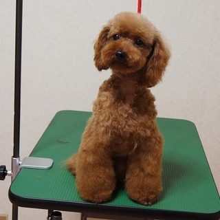 可愛い女の子！