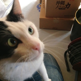 甘えん坊の太っちょ猫♀