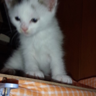 子猫の里親募集(1)