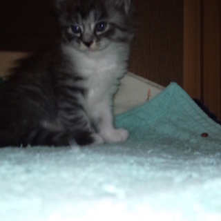 子猫の里親募集(2)