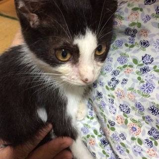 元気な男の子です