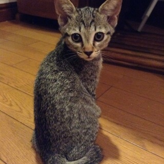 生後約2ヶ月！元気なキジ猫　女の子