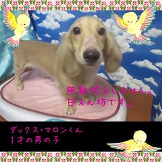 Mダックス・マロンは１才の甘えん坊さんです。