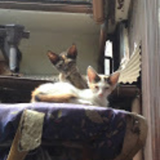 野良ちゃんの子猫（サビ柄、白三毛）を助けたい！