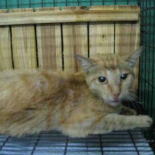 間もなく処分。誰か助けて下さい！