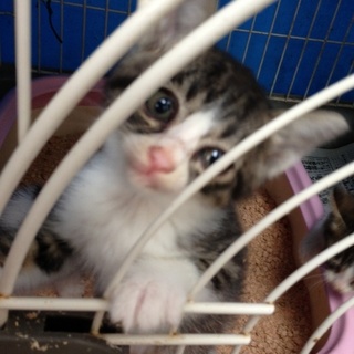 キジトラ斑の可愛いやつら！