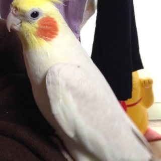 ありがとうございます！