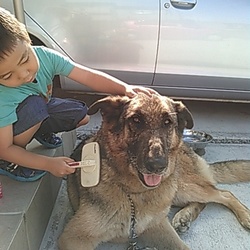 「抜け毛がすごいです」サムネイル2