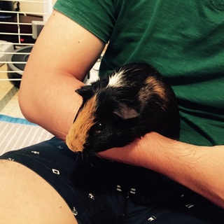 モルモットの里親募集