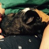 モルモットの里親募集 サムネイル2