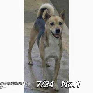 愛媛県動物愛護センターに保護されています！