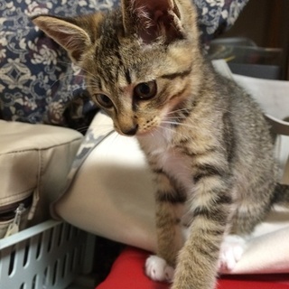 元気なキジ白オス君の飼い主さん募集！