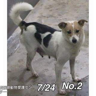 愛媛県動物愛護センターに保護されています！