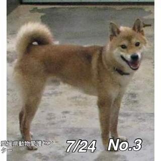 愛媛県動物愛護センターに保護されています！