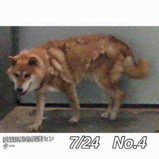 愛媛県動物愛護センターに保護されています！