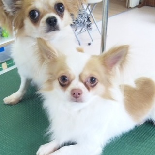 緊急募集～一旦、募集停止～～