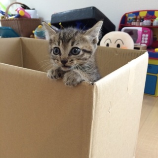 生後1カ月 子猫♂ 里親様急募です！！！