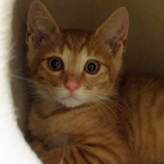 里親さん決まりました！激カワのチャーリー君♪