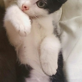 【至急!!】約３ヶ月の男の子です!!