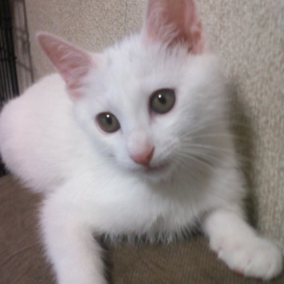 お利口な白ネコちゃん