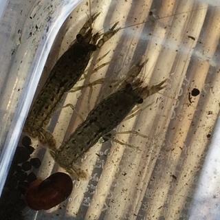 ミステリークレイフィッシュ(ザリガニ)里親募集