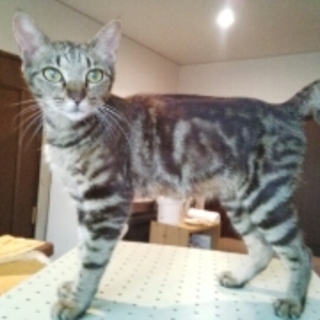 大人しくて甘えん坊のアメショー系の女の子です。