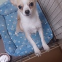 チワワの里親募集しております
