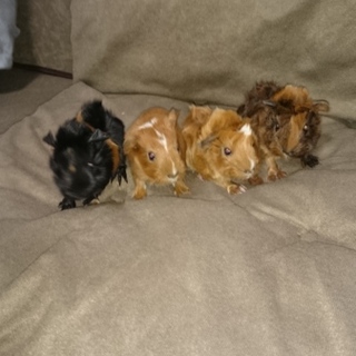 モルモット譲ります！