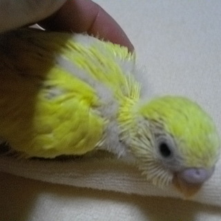 セキセイインコの雛の里親さんをお願いします