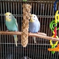 セキセイインコ２羽里親さん募集