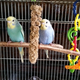 セキセイインコ２羽里親さん募集