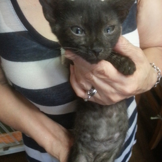 おっとりさんの黒猫ジジ君♪