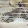 ミックス ミニウサギ サムネイル3