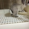 ミックス ミニウサギ サムネイル4
