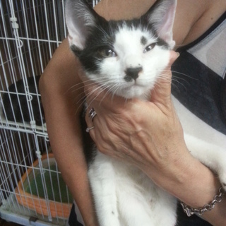 元気な八割れ福君♪