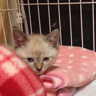 青い目の男の子♪シャムmix